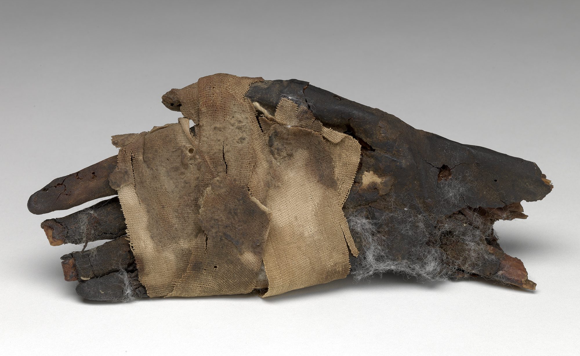Egyptian, Mummified Hand, ca. 70-230 AD. Roman Period. Human remains, linen, oil resin, 8 1/8 x 3 1/8 in. Anonymous gift, SEG.10.27. Egyptian, Mummified Hand, ca. 70-230 AD. Roman Period. Human remains, linen, oil resin, 8 1/8 x 3 1/8 in. Anonymous gift, SEG.10.27.