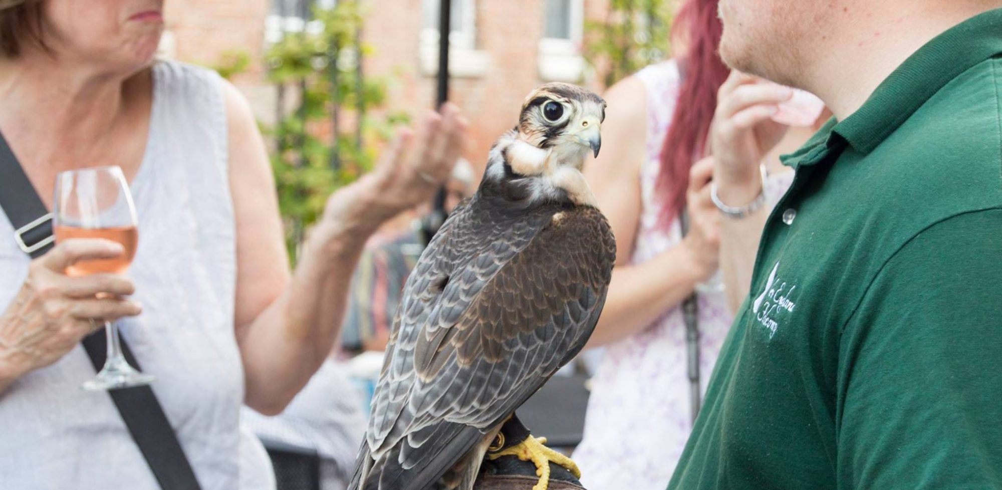 Falcon