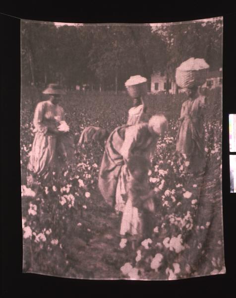 An image of Carrie Mae Weems' "Cotton Picking" from the Hampton Project series